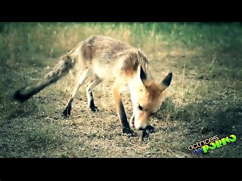 LARA Y SU MINI La Puta Y La Zorra XVIDEOS