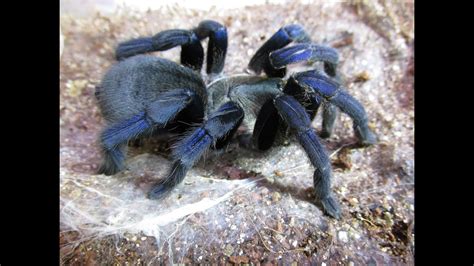 Cobalt blue tarantula - Alchetron, The Free Social Encyclopedia