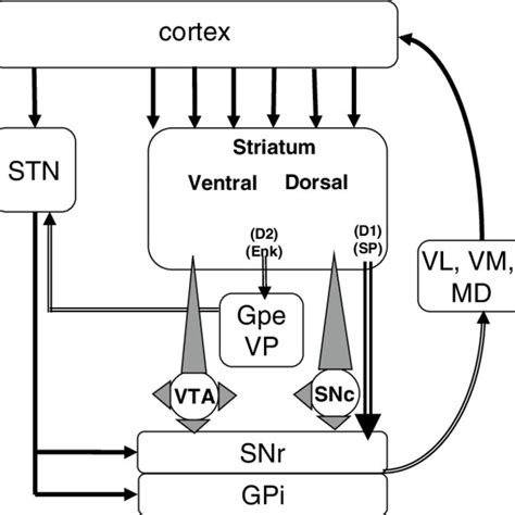 A Schematic Representation Of The Multiple Intracellular Signalling