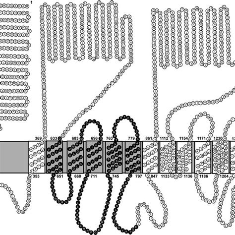 The Topological Model Of Human Npc1l1 A Topological Model Based On Download Scientific Diagram