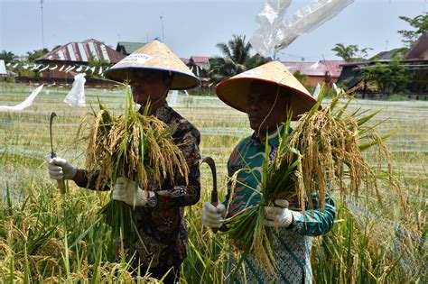 Pj Walikota Langsa Panen Padi Perdana Program Ketahanan Pangan Gampong