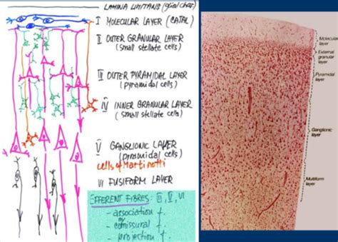 HISTO EXAM Flashcards Quizlet