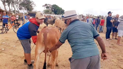 Feira Do Gado Na Cidade De S O Benedito Cear Dia Uma Feira