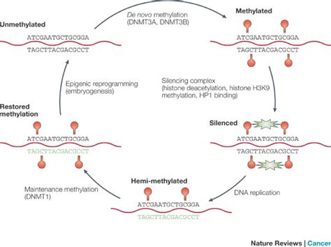 DNA methylation and gene silencing | Learn Science at Scitable