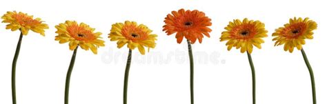 stock photo image   isolated