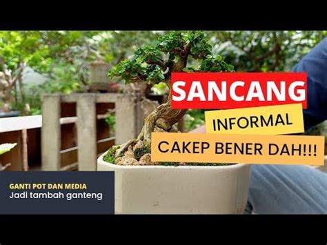 Bonsai Sancang Gaya Informal Youtube