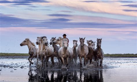 Index Camargue I Feh R Lovak Gal Ria