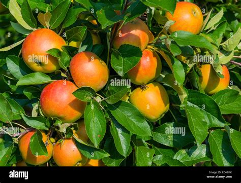 Apple tree in orchard Stock Photo - Alamy