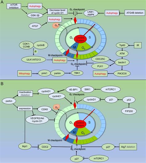 Autophagy Related Proteins In Genome Stability Autophagy Dependent And