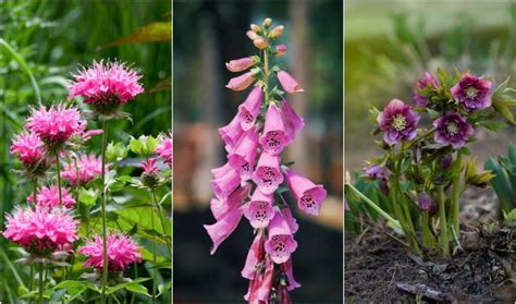 21 Beautiful Pink Perennials For Your Backyard