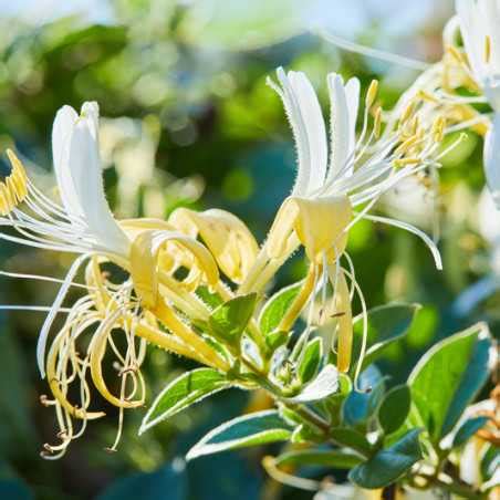 Lonicera japonica Hall s Prolific Chèvrefeuille du japon