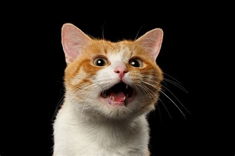 closeup surprised ginger cat  opened mouth  black stock photo