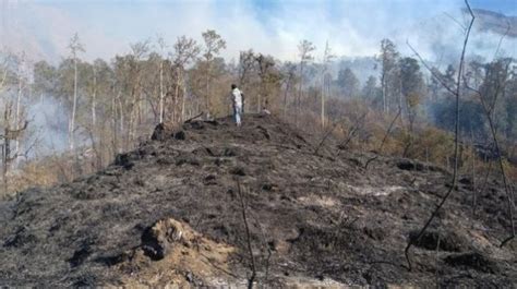 Dua Hari Terbakar Hektare Hutan Gunung Rinjani Hangus