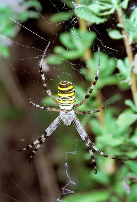 Aranha Da Vespa Que Pendura No Web Bruennichi Do Argiope Imagem De