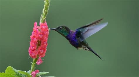 Beija Flor Tesoura Verde Caracter Sticas Habitat Reprodu O