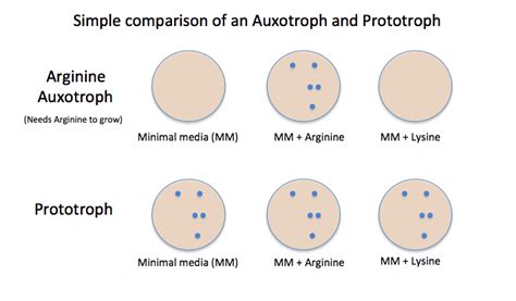 Difference Between Auxotrophs and Prototrophs | Compare the Difference ...