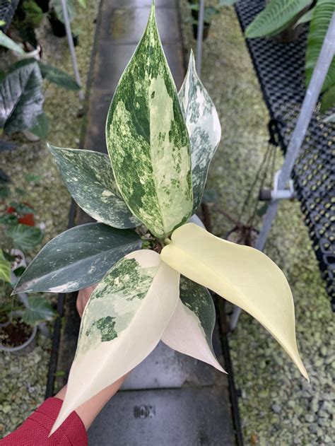 Variegated Aglaonema Siam Jade Furniture Home Living Gardening