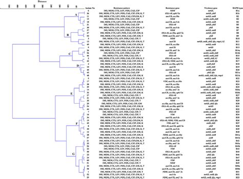 Dendrogram Showing The Genetic Relatedness Of 60 Strains Of