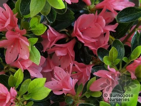 Azalea Evergreen Kirin From Burncoose Nurseries