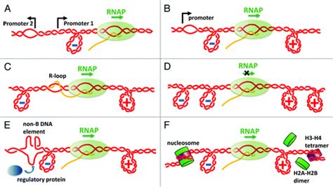 Full Article Interplay Between DNA Supercoiling And Transcription