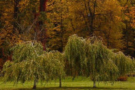 Dwarf Weeping Trees: Which Varieties to Plant - GFL Outdoors