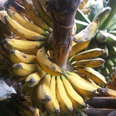 Pisang Raja 1 Tandan Lazada Indonesia