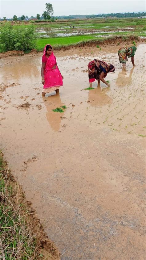 सावन माह प्रवेश करते ही धनरोपनी करने के लिए खेतों में उतरे किसान As