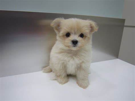 Pomeranian X Maltese Puppies - Pets Lovers