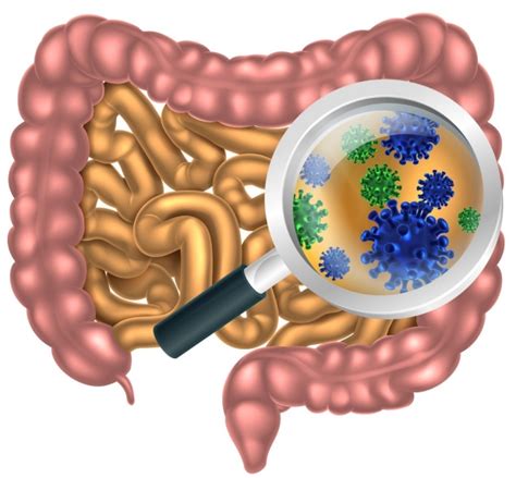 Stunning Diversity Of Gut Bacteria Uncovered By New Approach To Gene Sequencing Devised At Stanford