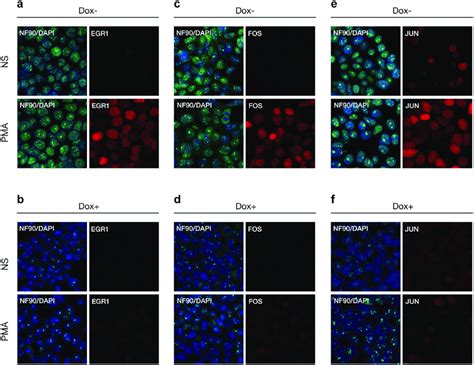 Reduced Nf90nf110 Expression Attenuated Inducible Expression Iegs By