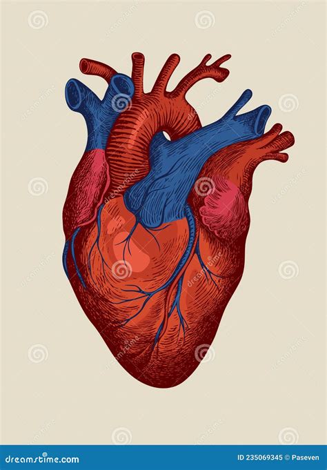 Detailed Drawing of a Human Heart in Retro Style Stock Vector - Illustration of poster ...