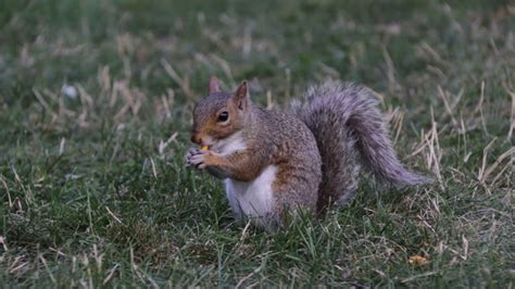 Beautiful Squirrel Eating Cookies Youtube