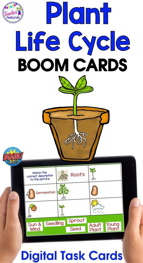 Boom Cards Digital Plant Life Cycle Learn About Plant Flower Life