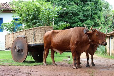 Carro de boi: sua origem e utilidade nos dias de hoje - Orgulho de ser ...