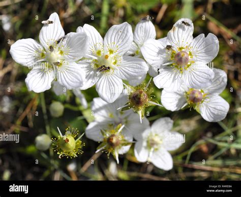 The Wildflower Marsh Grass Of Parnassus Parnassia Palustris Stock Photo