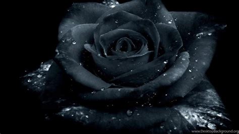 DARK ROSE WALLPAPER ( Desktop Background