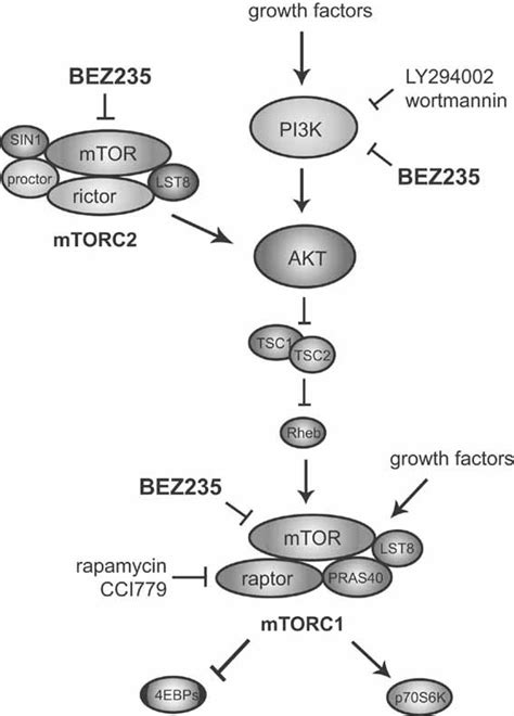 Nvpbez A Dual Pan Class I Pi Kinase And Mtor Inhibitor Promotes