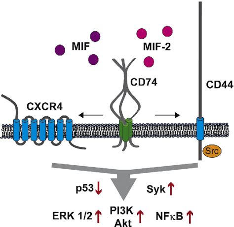 Figure 4 From The Multifaceted Roles Of The Invariant Chain CD74 More