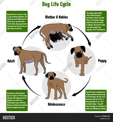 Dog Life Cycle Diagram