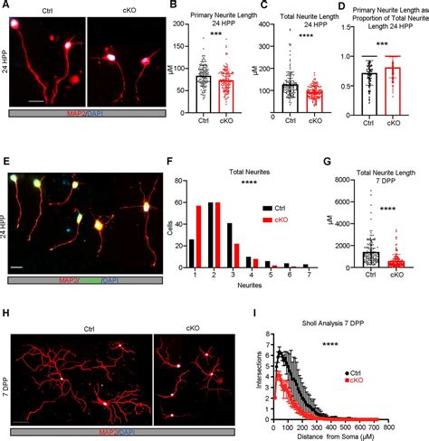 Mllt11 Regulates Migration And Neurite Outgrowth Of Cortical Projection