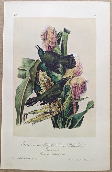 Audubon Octavo Print Common Or Purple Crow Blackbird Common