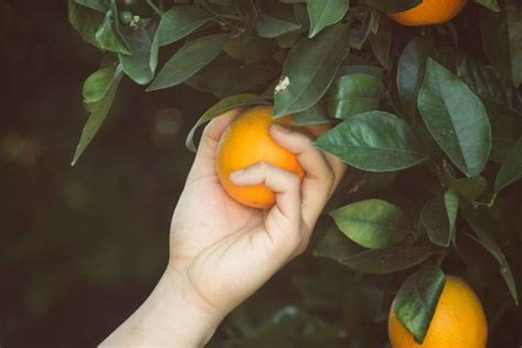 Intip Gaji Pemetik Buah Di Australia Ini Kisarannya