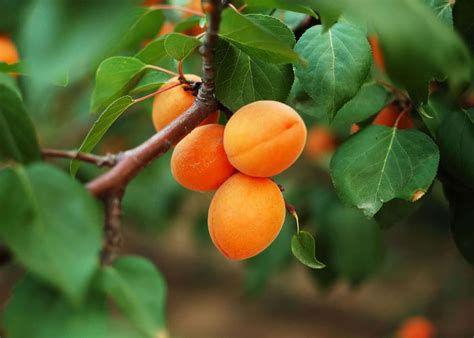 growing apricots  perth  edward gratwick blog