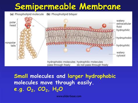 Semipermeable Membrane Diagram