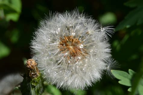 Banco De Imagens Natureza Plantar Semente Flor Selvagem Verde