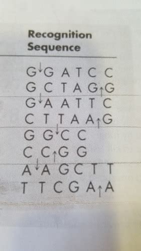 Microbio CH. 8 Flashcards | Quizlet 