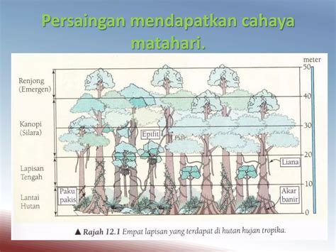 Sem 3 Rantain Makanan Dan Siratan Makanan Ppt