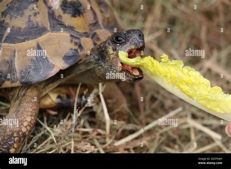 Tortuga Comiendo Lechuga Fotograf As E Im Genes De Alta Resoluci N Alamy