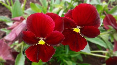 10 Pretty Pansy Varieties Old Farmers Almanac