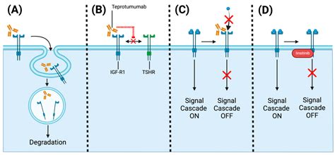 A Comprehensive Review Of Thyroid Eye Disease Pathogenesis From Immune